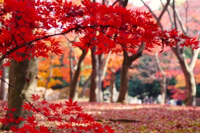 🌳 기타모토 종합공원 (기타모토소고코엔) 이미지 2